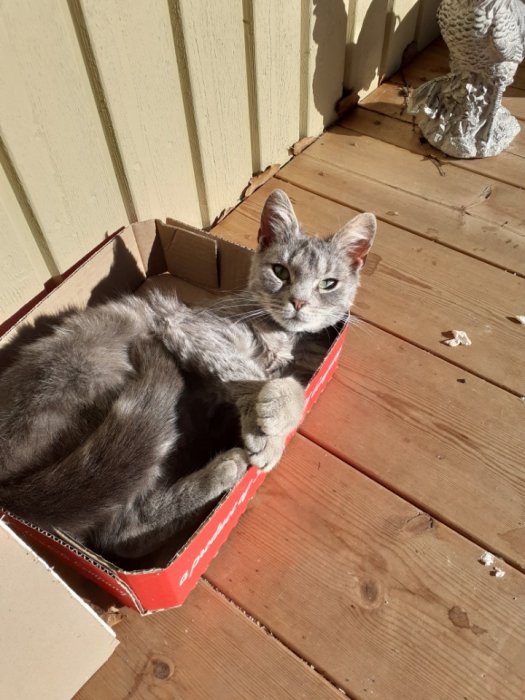 Grå katt som slappar i en kartonglåda på en träveranda i solskenet.