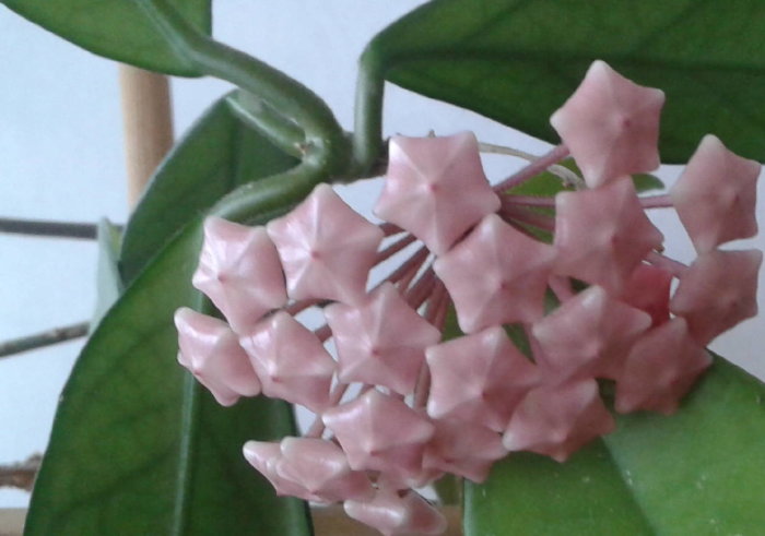 Närbild på blommande porslinsblomma med rosa stjärnformade blommor och gröna blad.