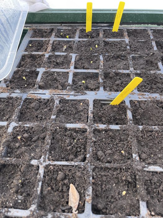 Fröplantor av sallad och kål som börjar gro i en odlingsbädd med markeringspinnar.