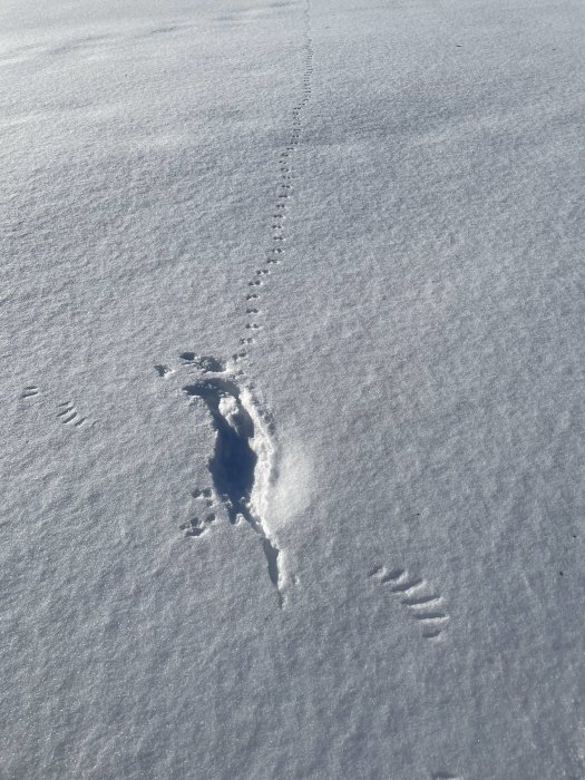 Spår i snö med ett djuravtryck och ett större, oklart avtryck, mot en bakgrund av orörd snötäckt mark.