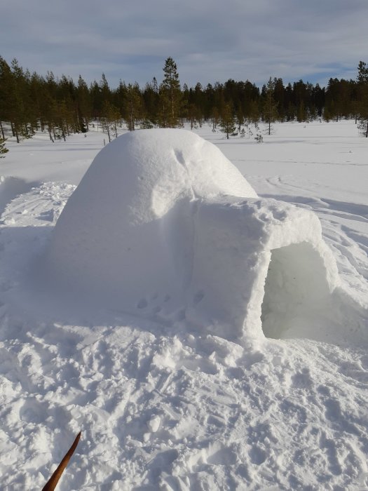 Igloo av snö med ingång, omgiven av snötäckt skogsterräng i dagsljus.