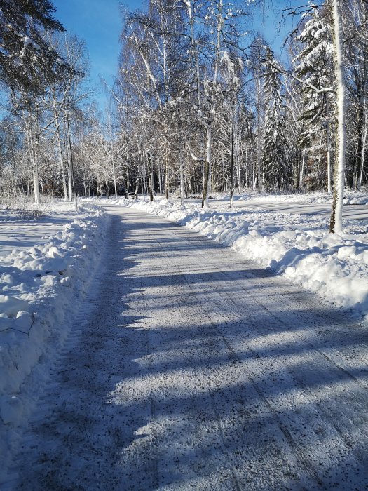 Vinterlandskap med solbelyst, snötäckt väg omgiven av snöklädda träd och skuggor.