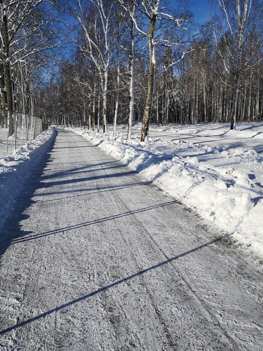 Solljus över en snöklädd gångväg omgiven av björkträd och snödrivor.