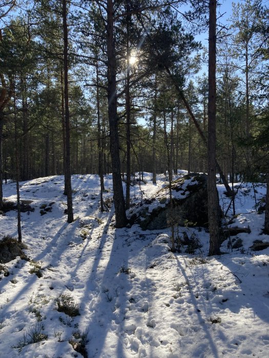 Skogsmark med solgenomträngning och snö på marken, långa trädskuggor på snötäcket.