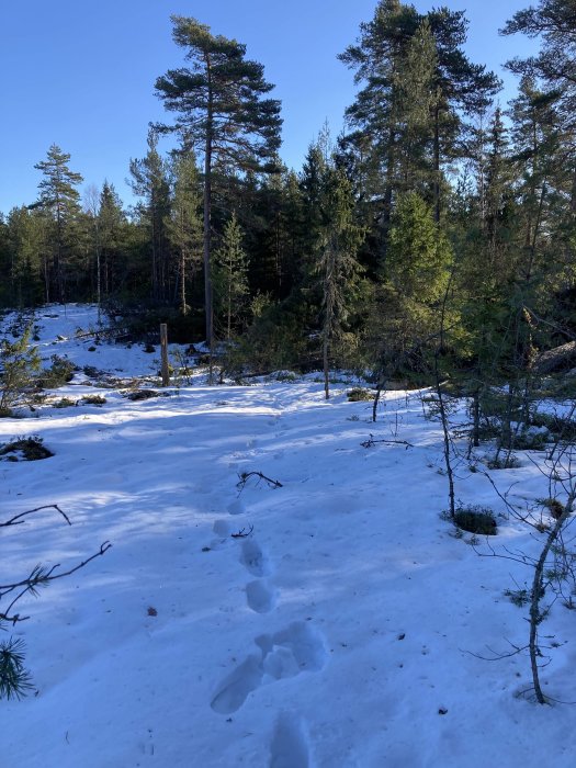 Fotspår i snön genom en blandskog med tall och gran på en solig dag.