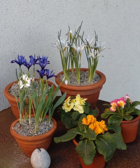 Flera krukor med vårblommor såsom snödroppar och iris reticulata samt jordvivor i olika färger.