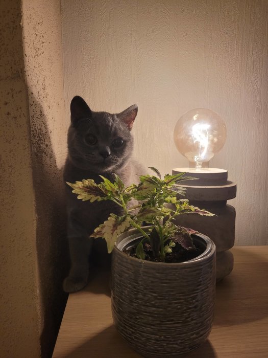 En liten grå katt som tittar in i kameran bredvid en krukväxt och en tänd lampa.