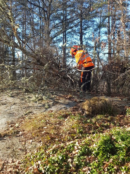 Person i skyddsutrustning arbetar med att såga upp ett nedblåst träd i en trädgård.