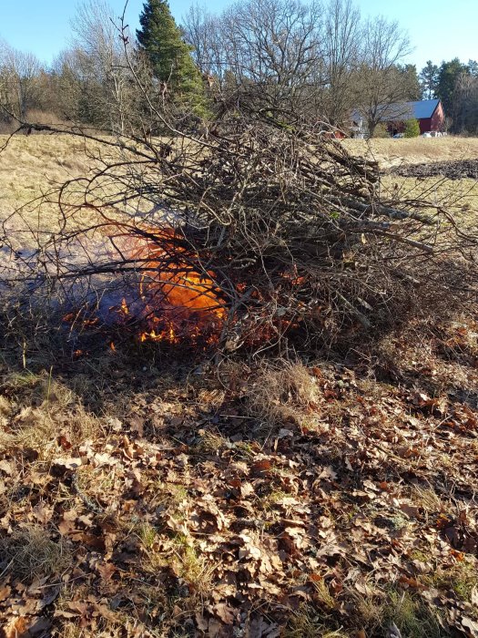 Brasa av grenar och ris i trädgården med röda lågor bland torra löv, träd i bakgrunden.