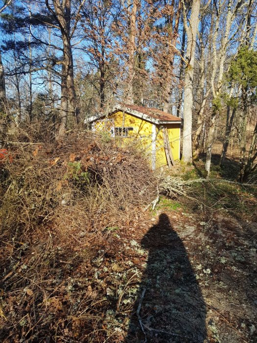 Trädgård med upprensade, nerblåsta träd och grenar framför en gul stuga, skugga av fotografen i förgrunden.