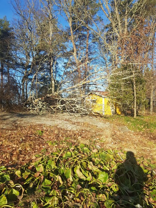 Trädgård med nerblåsta trädstammar och grenar, kaprifol i förgrunden, gult hus i bakgrunden.