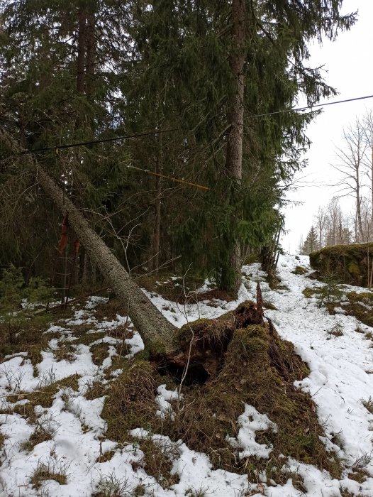 Nedfallen gran med en 10mm vajer spänd mellan två träd i snöig skogsterräng för att förhindra skada på underliggande byggnader.