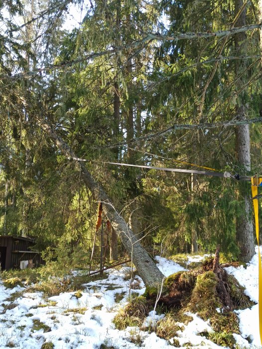 Stort träd som brutits vid roten, med säkringsvajer för att förhindra skada på byggnad.