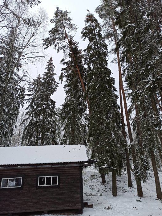 Stor lutande träd vid stuga i snö, säkrat för att inte skada byggnaden.