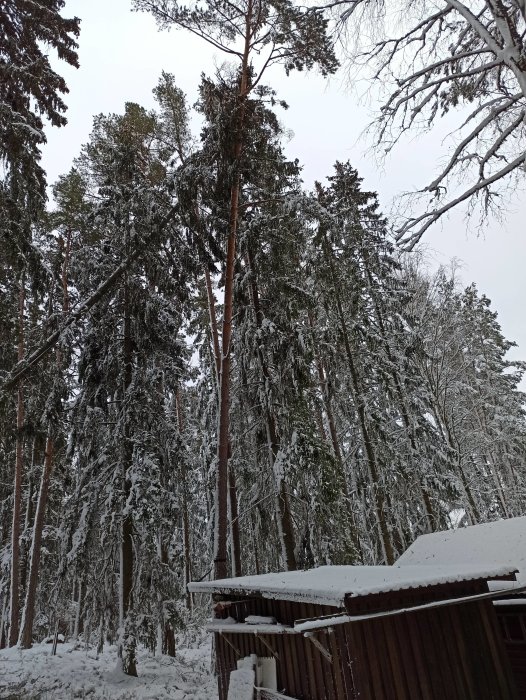 Stort träd nära byggnad med toppen knäckt, omgivet av snötäckta träd.