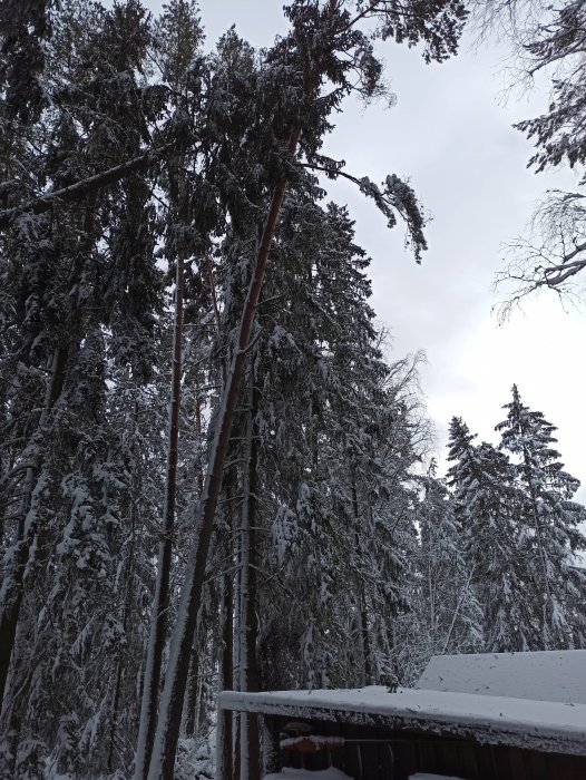 Stort träd täckt av snö med stödvajer för att förhindra skada på byggnaden i förgrunden.