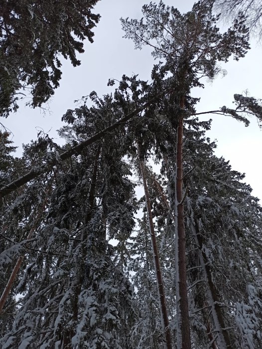 Ett stort träd täckt av snö som lutar mot andra träd i en skog.