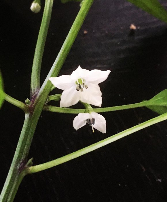 Aji Lady-chilipepparplant som blommar, med vita blommor mot mörk bakgrund.