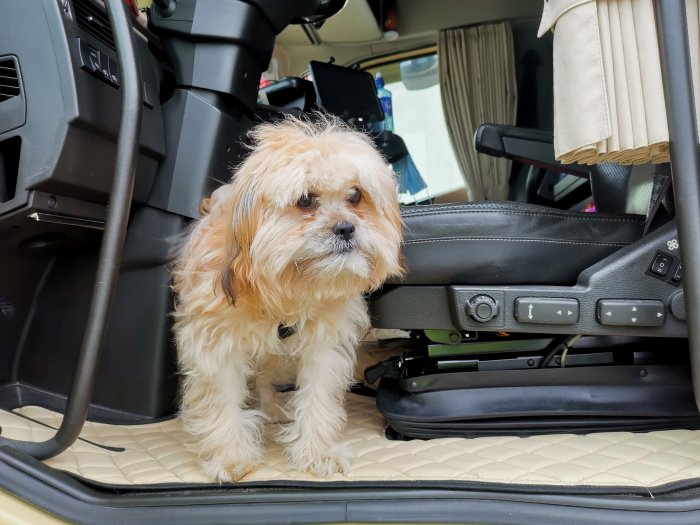 En liten hund sitter i förarsätet av en parkerad lastbil, ser ut över dörröppningen.