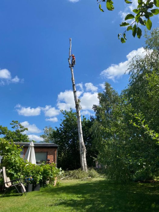 Person klättrar på avlövat träd för trädfällning i en trädgård med klart himmel i bakgrunden.