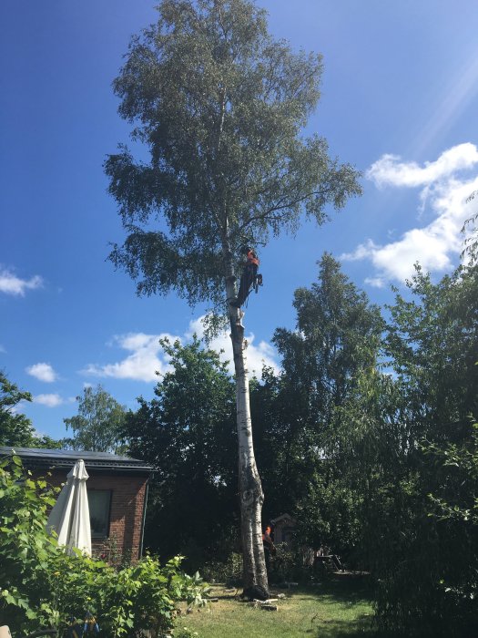 Person i säkerhetsutrustning klättrar i högt träd för beskärning med blå himmel i bakgrunden.