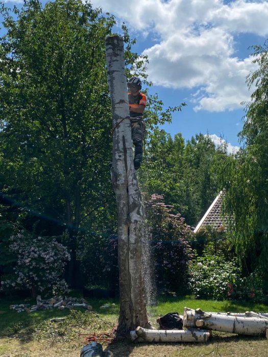 Person i säkerhetsutrustning klättrar på en avkapad trädstam för trädfällning.