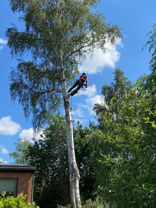 En person i säkerhetsutrustning klättrar på en hög björk vid hus.