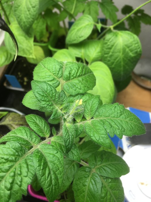 Första tomatblomman börjar slå ut bland gröna tomatplantblad.