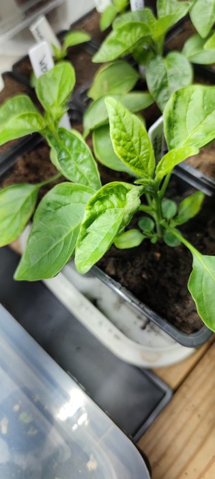 Unga chiliplantor med gröna blad, några blad ser ihoprullade ut. Odlade i svart planteringskärl.