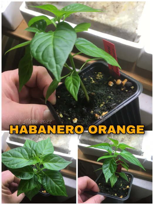 Tre närbilder av en liten Habanero Orange-chiliplanta med friska gröna blad i en planteringskruka hållen av en person.