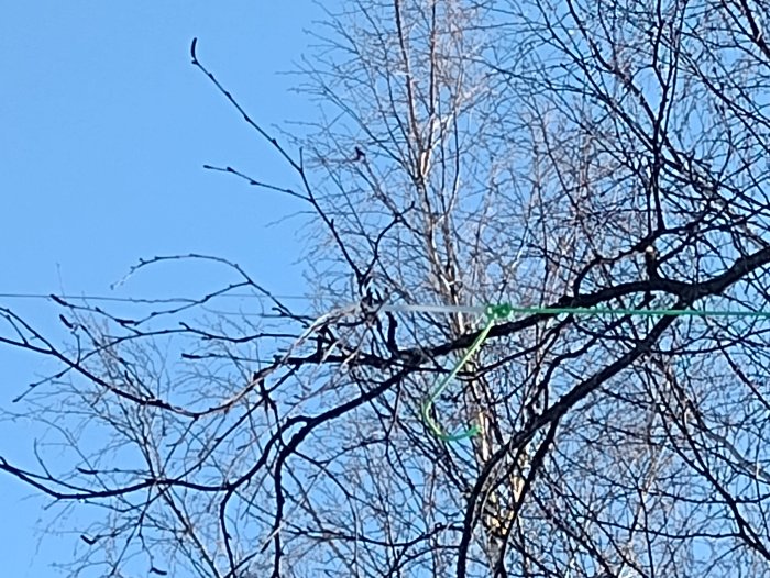 Antenn upphängd mellan ett träd och en byggnad mot en blå himmel bland nakna grenar.