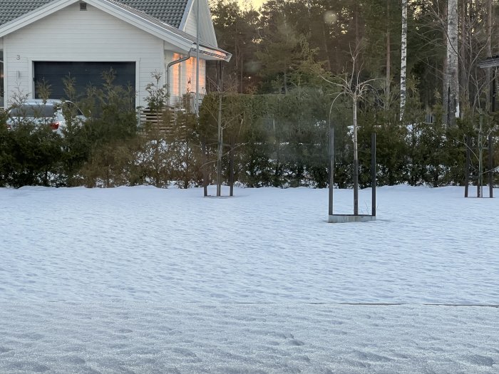 Snöklädd trädgård med en häck av glesa tuijaplantor framför ett hus, beskurna och skyddade med trästöd.