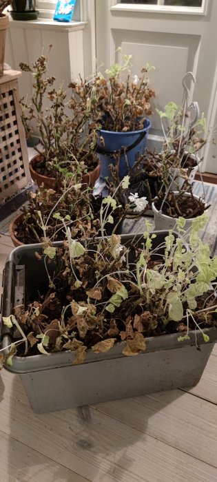 Övervintrande pelargoner med några torra grenar och gröna blad i olika krukor på golv.