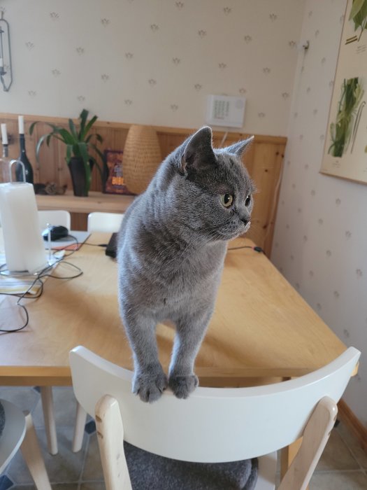 Nyfiken grå katt står på en vit stol och blickar åt sidan i ett kök.