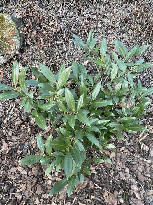 Grön buske med breda blad på en brun lövbeklädd mark, liknar en rhododendron utan knoppar.