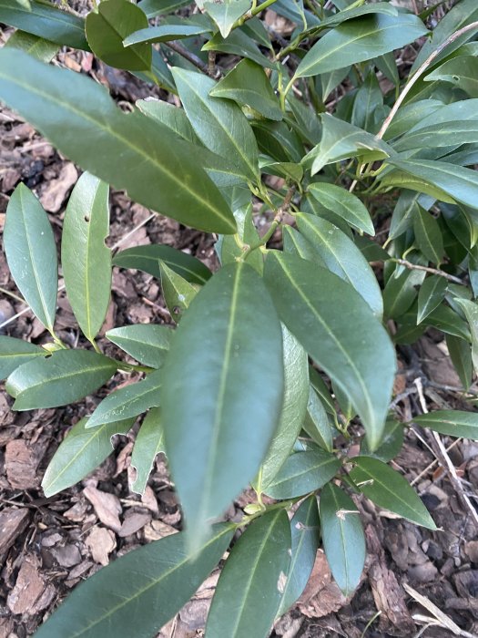 Grön buske med tjocka blad på en slänt, liknar rhododendron men utan knoppar.