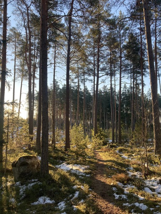 Solbelyst skogsstig med tallar och smältande snö.