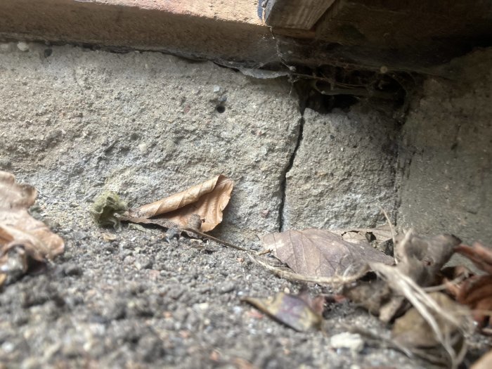 Nött spricka vid gränsen mellan radhus under ett plank, med löv och smuts runtomkring.