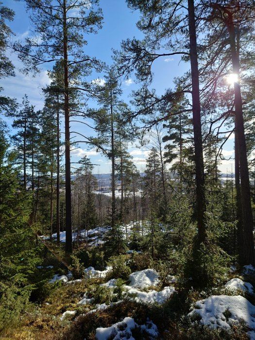 Skogsmark med tallar och snötäckta markpartier under en klarblå himmel.