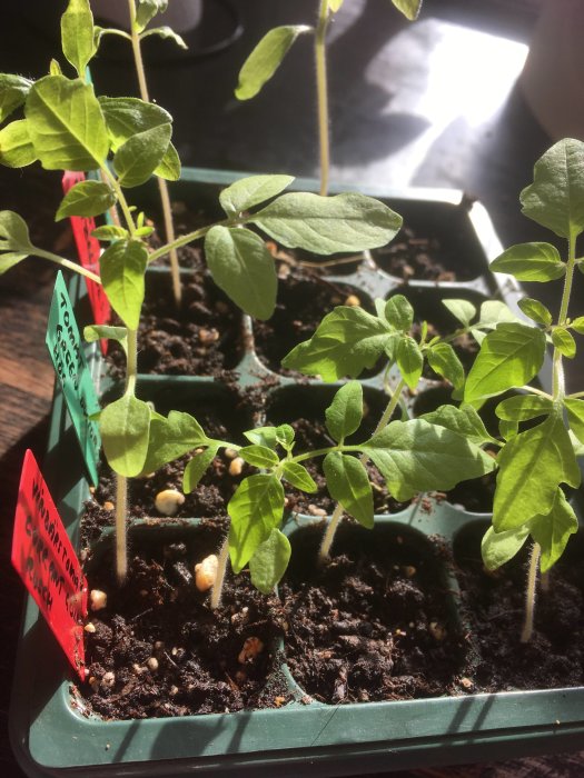 Unga tomatplantor i en plantbricka med varierande vattning, några spirande och andra vissna.