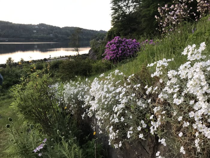 Trädgård vid skymning med blommande vita och lila rhododendron och perenner vid en sjö.