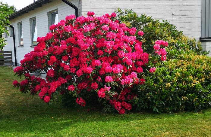 Blomstrande röda rhododendronbuskar vid en vit villa med grönt gräs och en trädgårdsbänk till vänster.