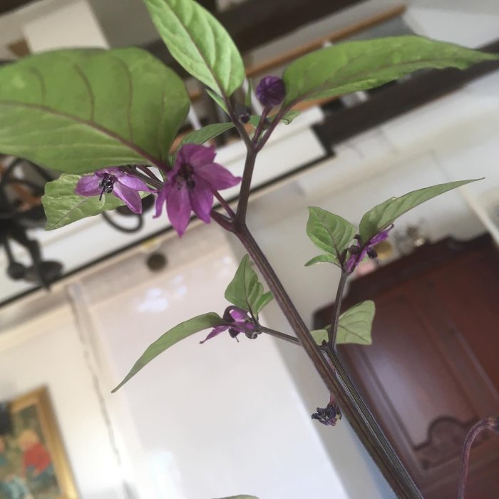 En planta med mörka lila blad och små lila blommor, med en mikroskopisk frukt vid en stjälk, mot en suddig inomhusbakgrund.