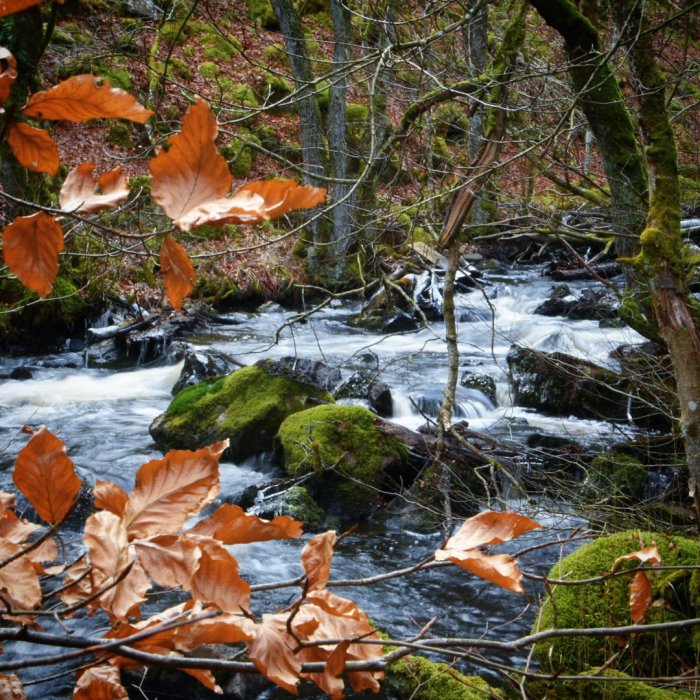 Bäck som rinner genom mossbeklädda stenar med lövträd i Söderåsens nationalpark.