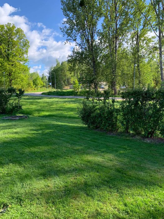 Grön lövträdshäck intill en tuja-häck och en väg i soligt bostadsområde.