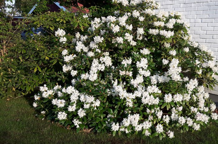 Rhododendronbuskar med vit blomning vid en vit vägg, några bruna döda knoppar synliga.