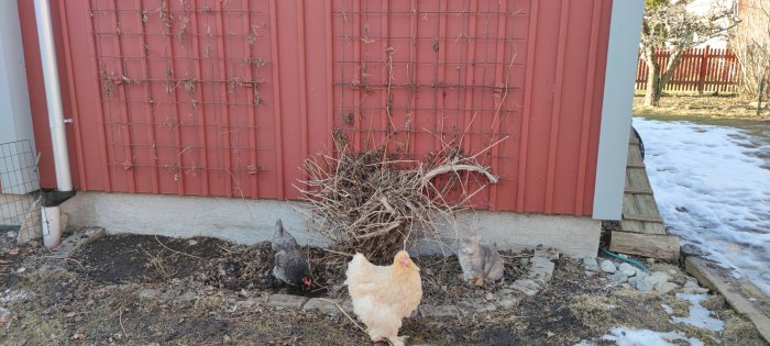 Nerklippt klematis 'summer snow' vid röd vägg med två nyfikna höns och en katt.