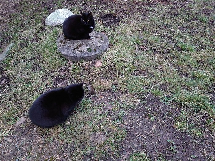 Två svarta katter sitter utomhus på gräsmark, en på betongplatta och en andra på marken.