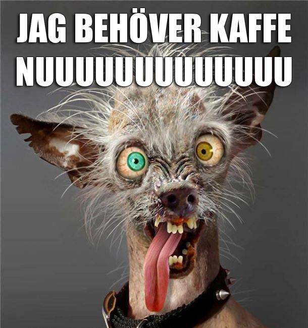 Illustration av en vildsint katt med texten "JAG BEHÖVER KAFFE NUUUUUUUUUUUU" över bilden.