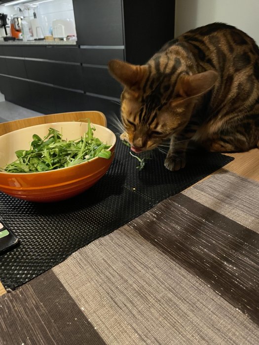 Bengalkatt äter sallad från en orange skål på ett köksbord.